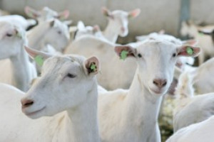 Provincie niet blij met 5100 geiten